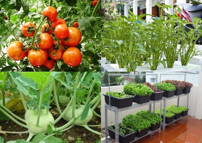 Top 10 địa chỉ mua đất trồng cây, trồng rau sạch tại TP.HCM