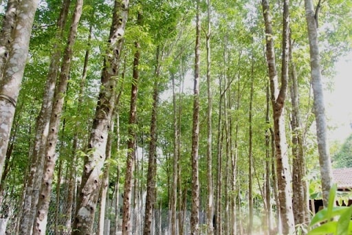 Cây trầm hương