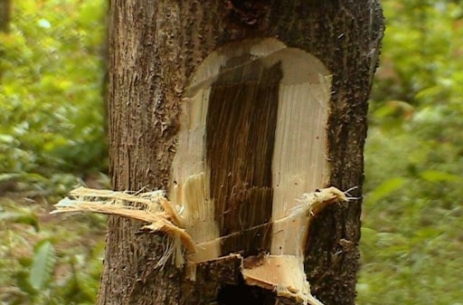 Trầm hương tự nhiên 