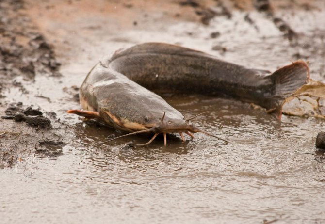 Predators: Clarias catfish - Practical Fishkeeping