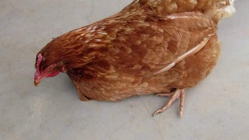 Bật mí cách chữa bệnh cúm gia cầm cho gà hiệu quả cao - Thế Giới Chọi Gà
