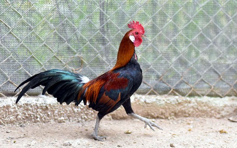 Bật mí cách chữa bệnh cúm gia cầm cho gà hiệu quả cao - Thế Giới Chọi Gà
