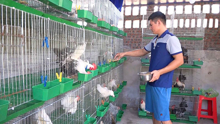Gà tre Thái - sự lựa chọn hoàn hảo cho những ai yêu cái đẹp