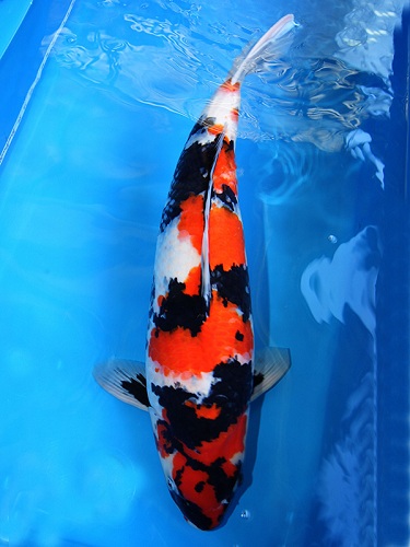 Cá Koi Showa Sanshoku | Kano Koi Farm