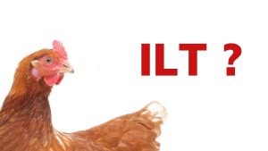 Bệnh ILT trên gà có nguy hiểm không? Phòng chống bệnh ILT