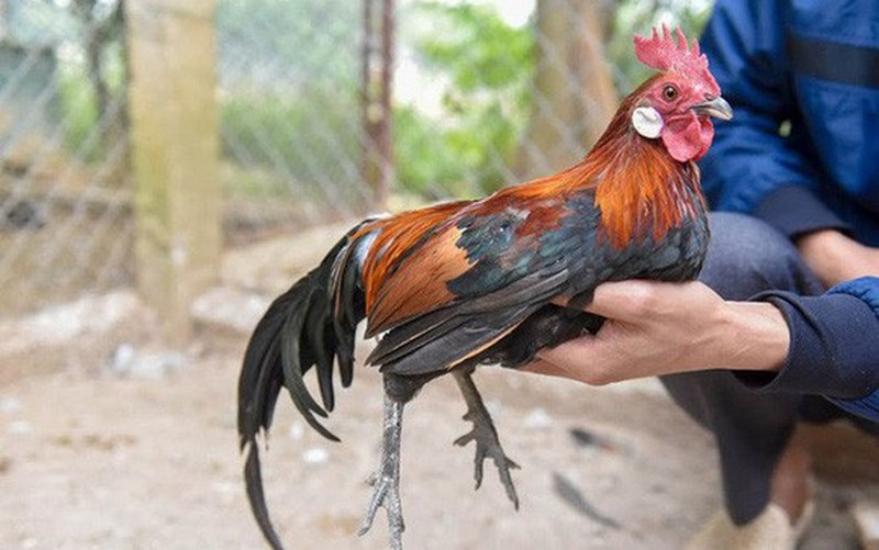 Bật mí cách chữa bệnh cúm gia cầm cho gà hiệu quả cao - Thế Giới Chọi Gà