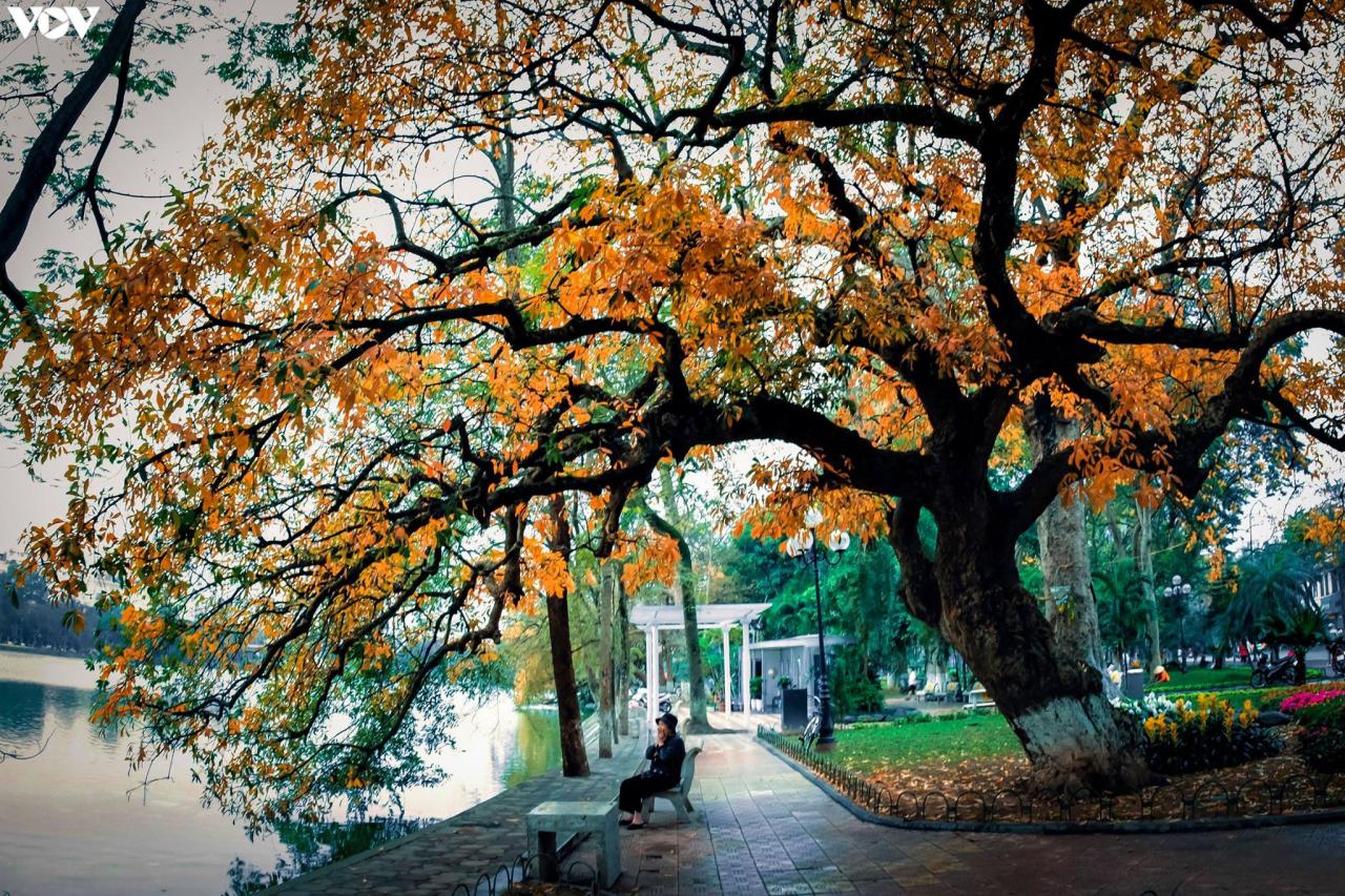 Hình ảnh Hồ Gươm gốc cây lá vàng cực đẹp