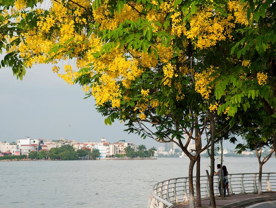 Hình ảnh hoa vàng ở Hồ Tây
