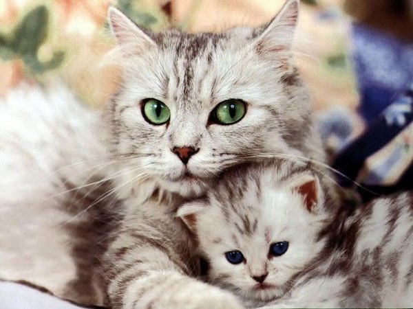 Giải mã giấc mơ thấy mèo, mơ thấy mèo có ý nghĩa gì?