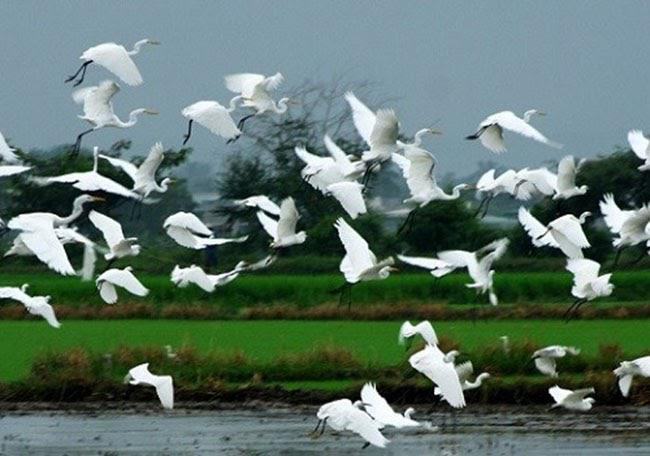 Mơ thấy con cò mang đến ý nghĩa gì? Nên đánh con gì bất bại?