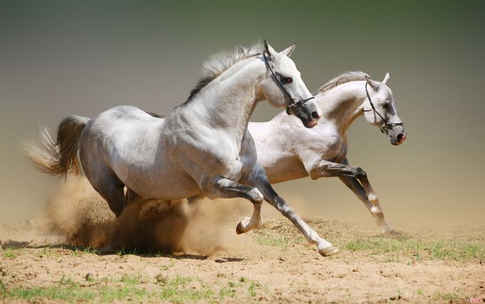 Nằm mơ thấy ngựa trắng có ý nghĩa gì? Bạn nên đặt cược vào những con số nào?