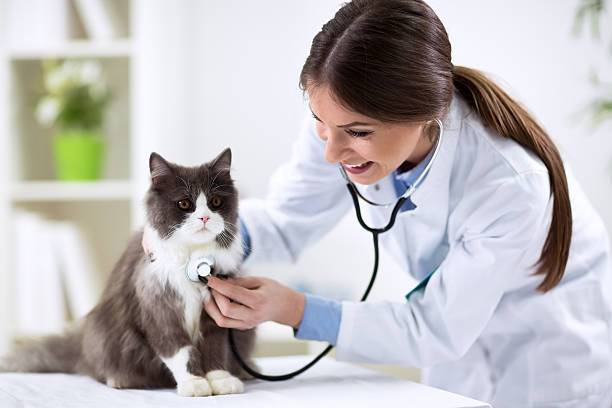 Nữ giới có phù hợp để theo học ngành Bác sỹ thú y không?