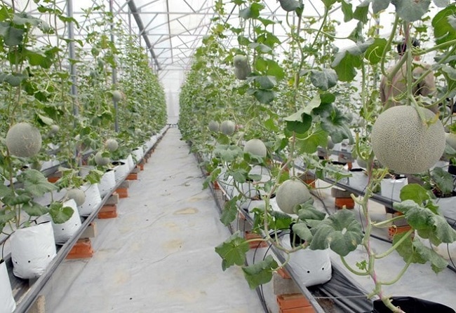Top 10 địa chỉ mua đất trồng cây, trồng rau sạch tại TP.HCM