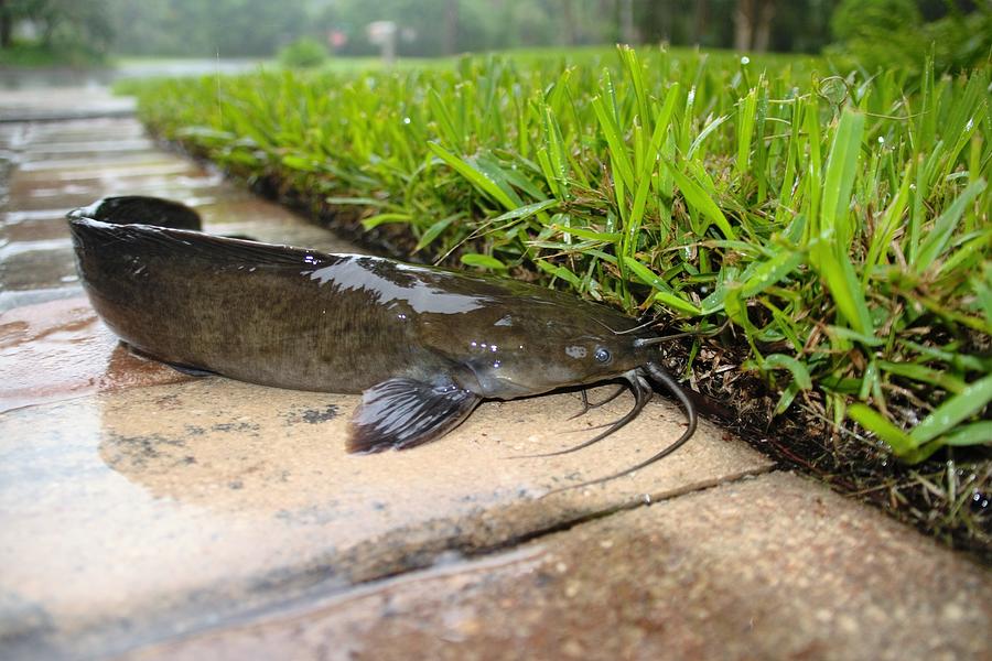 Walking Catfish Photograph by Don Columbus - Pixels